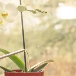 como cuidar de orquídeas